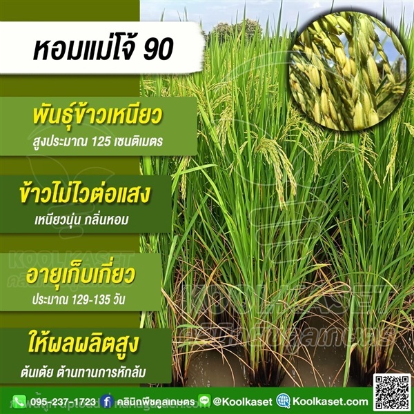 พันธุ์ข้าว ข้าวเหนียว พันธุ์ใหม่ล่าสุด แม่โจ้ 90  | คลินิกพืชคูลเกษตร - ชุมตาบง นครสวรรค์