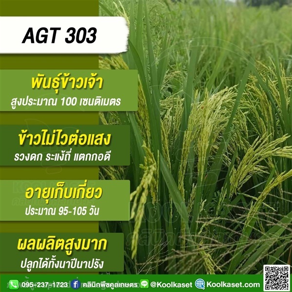 พันธุ์ข้าว พันธุ์ใหม่ 303 อินโตนีเซีย คูลเกษตร | คลินิกพืชคูลเกษตร - ชุมตาบง นครสวรรค์