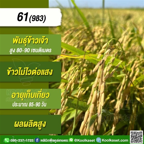 พันธุ์?ข้าวข้าวเจ้า 61(983)คลูเกษตร | คลินิกพืชคูลเกษตร - ชุมตาบง นครสวรรค์