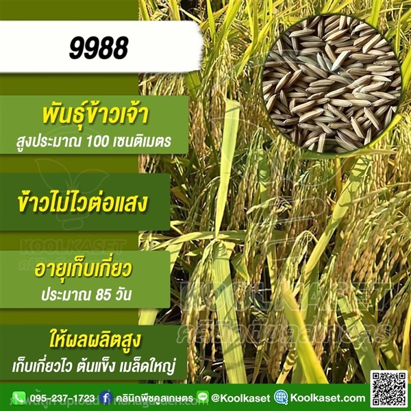 พันธุ์ข้าว ข้าวเจ้า 9988 คูลเกษตร | คลินิกพืชคูลเกษตร - ชุมตาบง นครสวรรค์