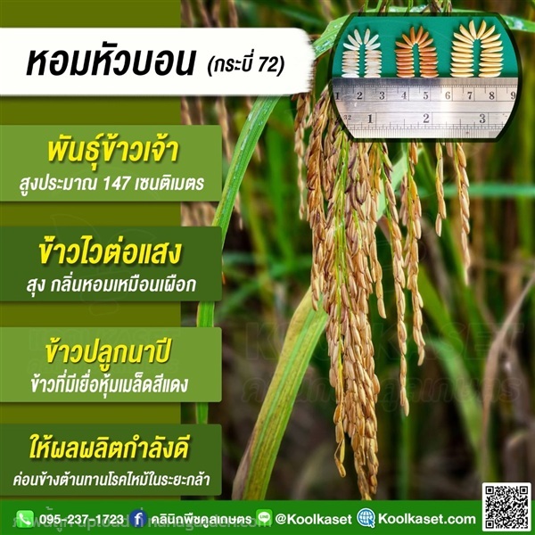 พันธุ์ข้าว ข้าวเจ้า หอมบอน หอมบัวบอน คูลเกษตร | คลินิกพืชคูลเกษตร - ชุมตาบง นครสวรรค์