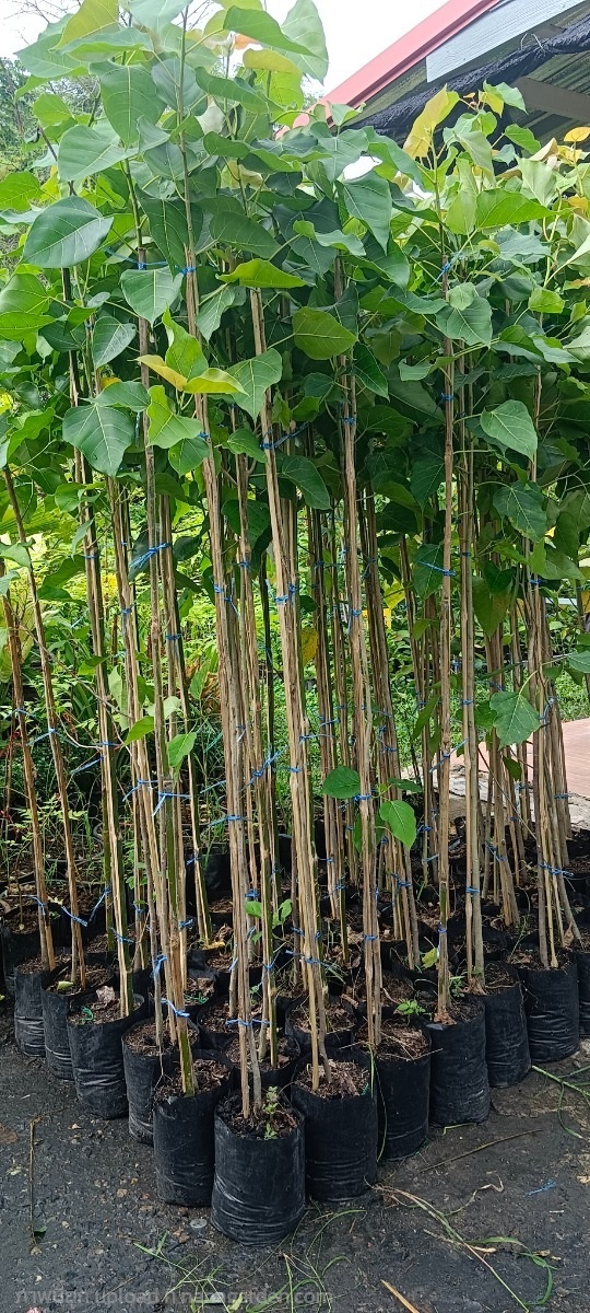 ต้นกล้าโพธิ์ไซต์สูงฯ | สมบูรณ์จัดหาพันธ์ไม้ - หนองเสือ ปทุมธานี