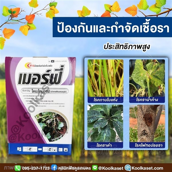เมอร์ฟี ป้องกันกำจัดเชื้อราชนิดดูดซึม | คลินิกพืชคูลเกษตร - ชุมตาบง นครสวรรค์