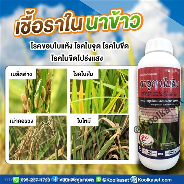 ดูดซึมเร็ว ป้องกันเชื้อรา แบคทีเรีย ใบไหม้  | คลินิกพืชคูลเกษตร - ชุมตาบง นครสวรรค์