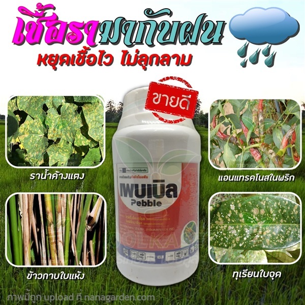 สารป้องกัน กำจัดเชื้อรา ราน้ำค้าง กุ้งแห้งพริก | คลินิกพืชคูลเกษตร - ชุมตาบง นครสวรรค์