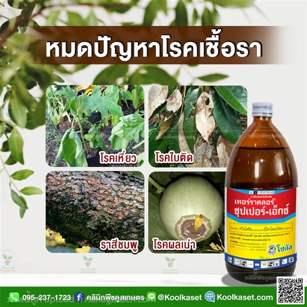 โรคพืช รากเน่า โคนเน่า โรคเน่าคอดิน ใบติด  | คลินิกพืชคูลเกษตร - ชุมตาบง นครสวรรค์