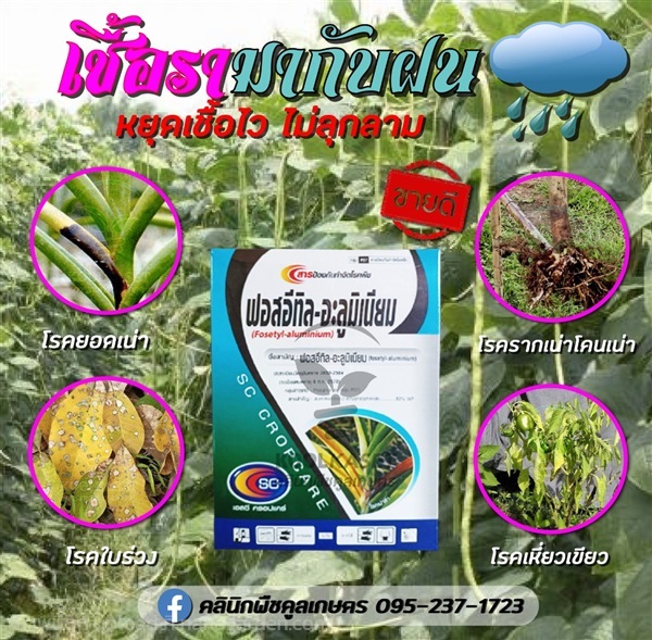 โรคพืช สารป้องกันโรคยอดเน่า ใบร่วง รากเน่า โคนเน่า | คลินิกพืชคูลเกษตร - ชุมตาบง นครสวรรค์