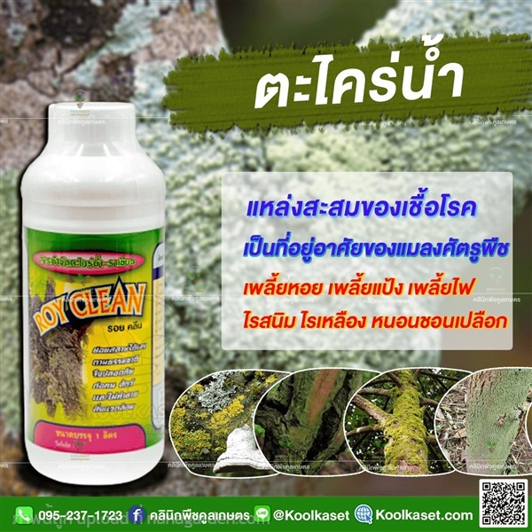 ตะใคร่น้ำ ราเมือก ในสระว่ายน้ำ เชื้อรา แบคทีเรีย  | คลินิกพืชคูลเกษตร - ชุมตาบง นครสวรรค์