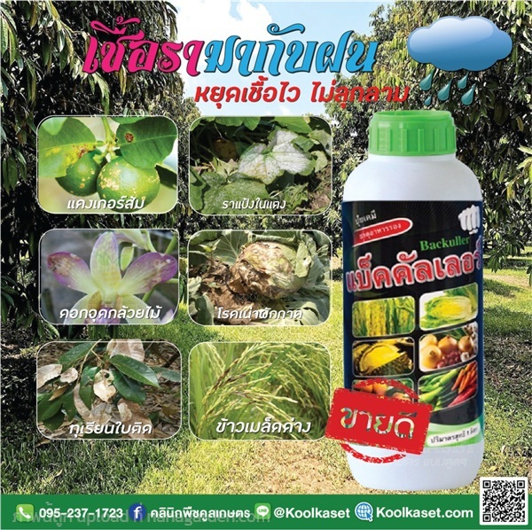 สารกำจัดโรคพืช โรงแคงเกอร์ แบคทีเรีย แบ็คคัลเลอร์ | คลินิกพืชคูลเกษตร - ชุมตาบง นครสวรรค์