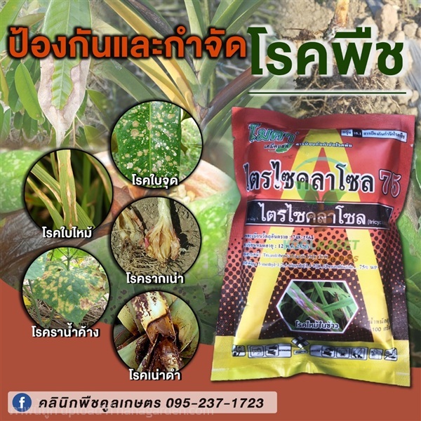 ป้องกัน กำจัดโรคพืช โรคไหม้กาบใบแห้ง เน่าคอร่วง  | คลินิกพืชคูลเกษตร - ชุมตาบง นครสวรรค์