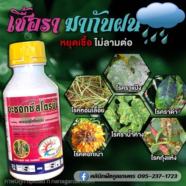 โรคพืช สารป้องกัน หอมเลื้อย ราน้ำค้าง ดอกเน่า กุ้ง | คลินิกพืชคูลเกษตร - ชุมตาบง นครสวรรค์