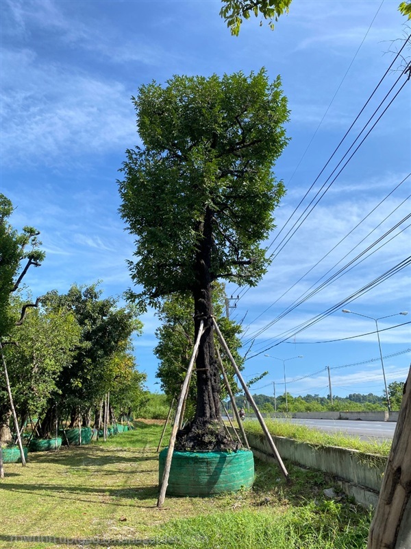 นางกวัก | สวนพันเงิน พันทอง -  สระบุรี