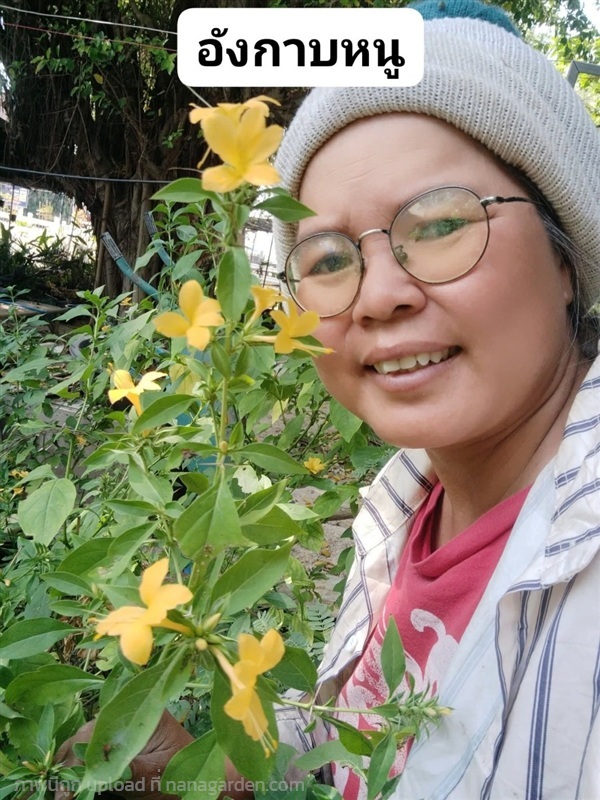 อังกาบหนู ขายกิ่งปักชำ | เมล็ดพันธุ์ดี เกษตรวิถีไทย - เมืองระยอง ระยอง