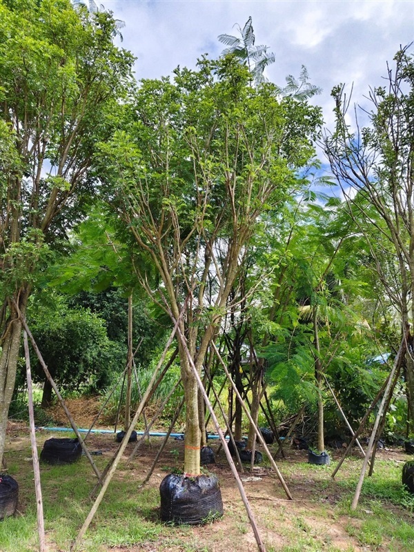 ต้นแจง | สวนใหม่ยอดพันธุ์ไม้ - เมืองปราจีนบุรี ปราจีนบุรี