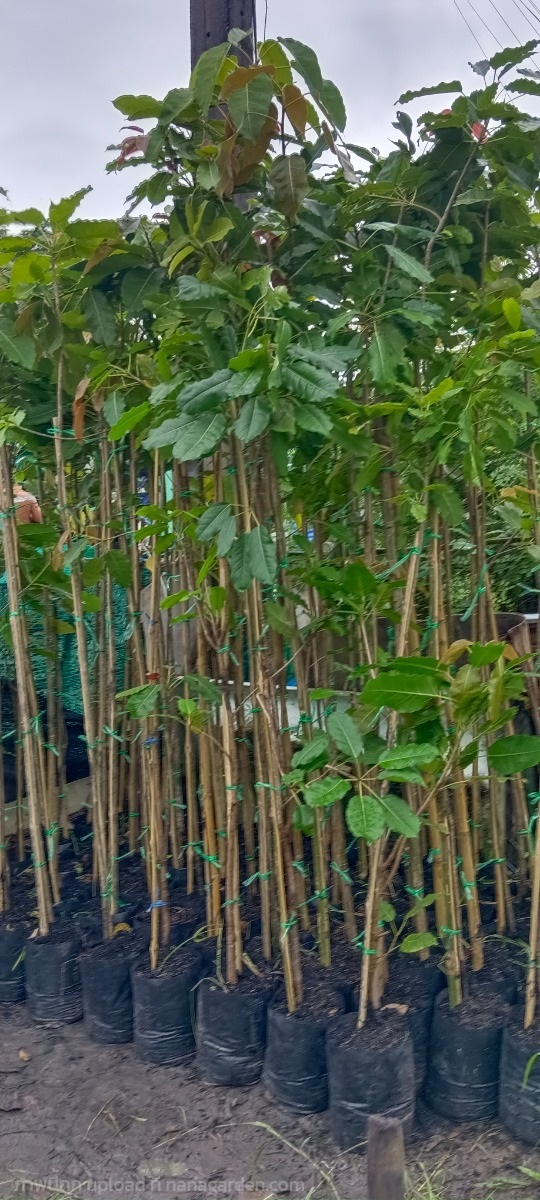 ต้นกร่างหรือต้นมหาโชค | สมบูรณ์จัดหาพันธ์ไม้ - หนองเสือ ปทุมธานี
