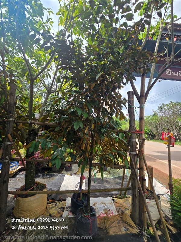 แอปเปิ้ลสตาร์1.5" สูง2.5ม. | สวนป้านิตย์ ปราจีนบุรี - เมืองปราจีนบุรี ปราจีนบุรี