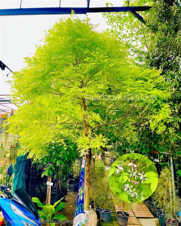 ต้นเกษมณีสีทอง(เมเปิ้ลเขียว) | เดือนพันธุ์ไม้มงคล - บางใหญ่ นนทบุรี