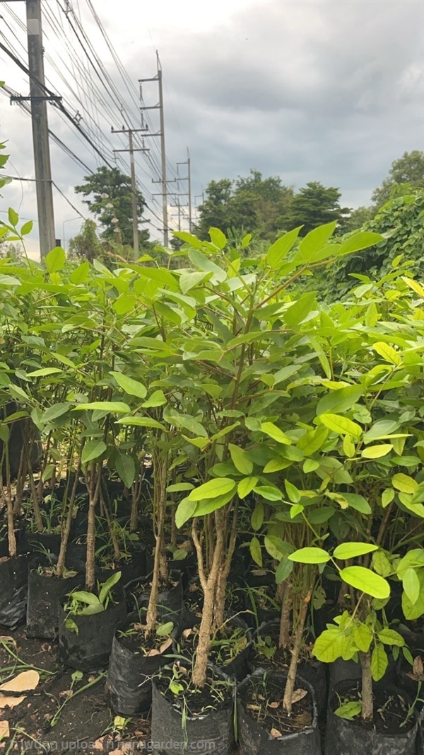 ทองหลางภูเขา ต้นทองหลางภูเขา  ชำตอ | สวนพันธุ์ไม้ ป๊อบ - องครักษ์ นครนายก
