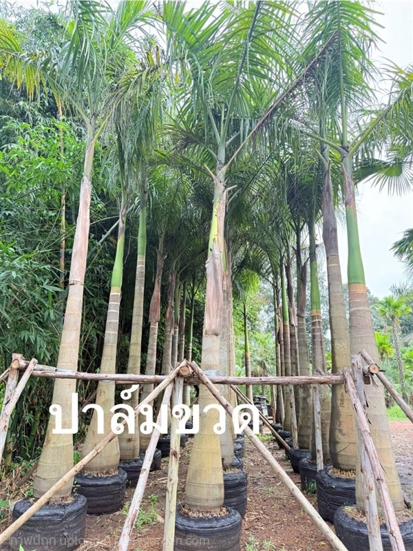 ปาล์มขวด | ไพบูลย์ พันธุ์ไม้ -  ปราจีนบุรี