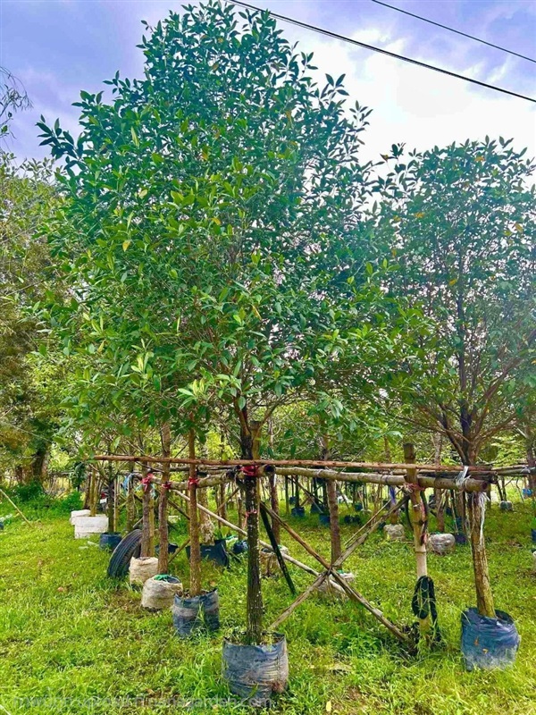 ต้นกันเกรา | สวนใหม่ยอดพันธุ์ไม้ - เมืองปราจีนบุรี ปราจีนบุรี