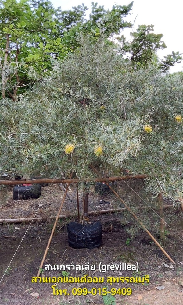 ต้นสนเกรวิลเลีย (grevillea) สูง 3.5-4 เมตร | สวนเอกแอนด์ออย สุพรรณบุรี - ศรีประจันต์ สุพรรณบุรี