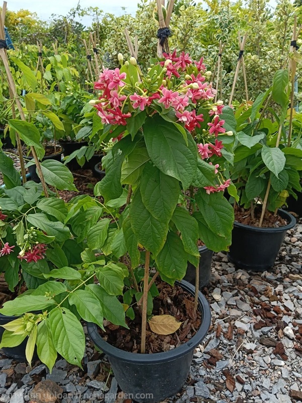 เล็บมือนางเลื้อย กระถาง 11 นิ้ว ต้นสวย (กทม) | Kiattisak Pailay - บางกอกน้อย กรุงเทพมหานคร