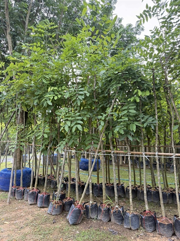 ต้นตะเคียน | Natthakun Garden - แก่งคอย สระบุรี