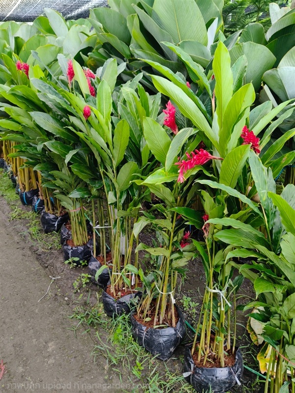 ขิงแดง | สวนสุชาติพันธุ์ไม้2คลอง15 - องครักษ์ นครนายก
