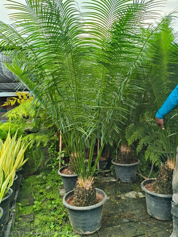 ปรงเขาชะเมา | สวนสุชาติพันธุ์ไม้2คลอง15 - องครักษ์ นครนายก