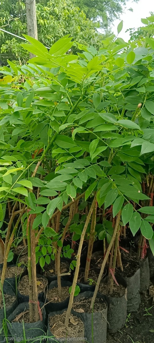 แคฝรั่งสีชมพู | สมบูรณ์จัดหาพันธ์ไม้ - หนองเสือ ปทุมธานี