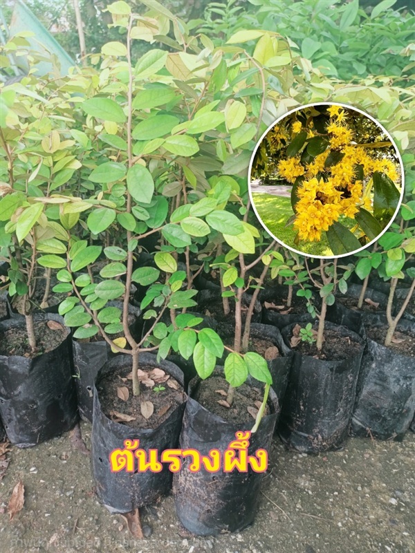 ต้นรวงผึ้ง(เพาะเมล็ด)ขนาด30-40เซนติเมตร | ไม้ป่าไม้มงคล ไม้ผล - เมืองปราจีนบุรี ปราจีนบุรี