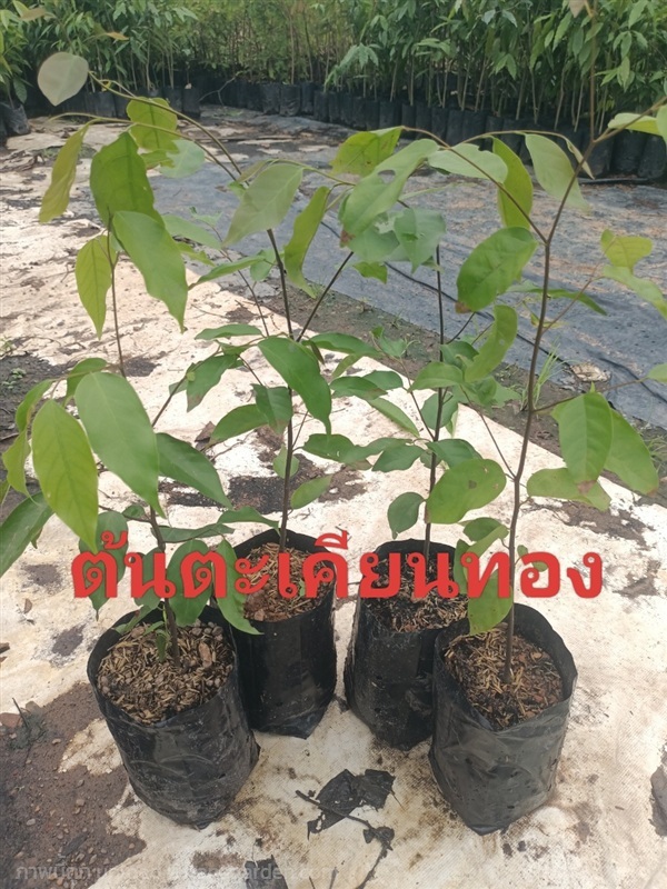 ต้นตะเคียนทอง(เพาะเมล็ด)ขนาด50-60เซนติเมตร | ไม้ป่าไม้มงคล ไม้ผล - เมืองปราจีนบุรี ปราจีนบุรี