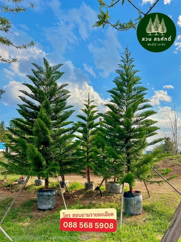 สนฉัตร ความสูง5เมตร 6เมตร | สวนสรศักดิ์ พันธุ์ไม้ - เขาค้อ เพชรบูรณ์
