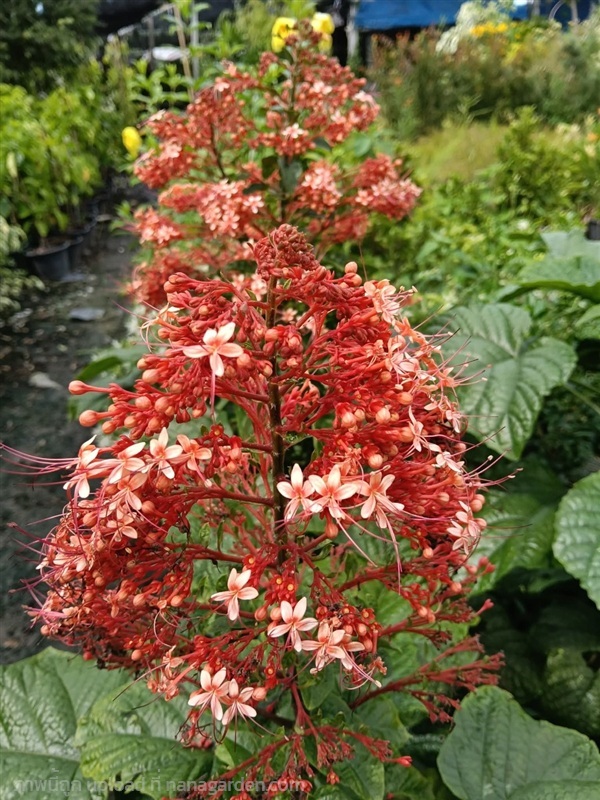 พนมสวรรค์แดง กระถาง 11 นิ้ว ต้นสวย (กทม) | Kiattisak Pailay - บางกอกน้อย กรุงเทพมหานคร