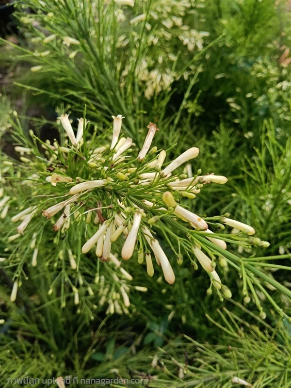 ประทัดจีนสีขาว กระถาง 11 นิ้ว ต้นสวย (กทม) | Kiattisak Pailay - บางกอกน้อย กรุงเทพมหานคร