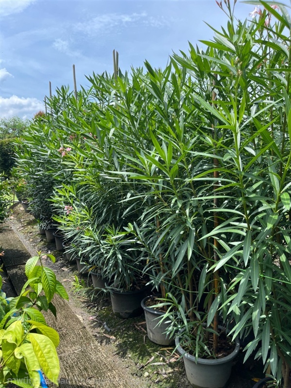 ยี่โถ | เฌอสถาน - บางใหญ่ นนทบุรี