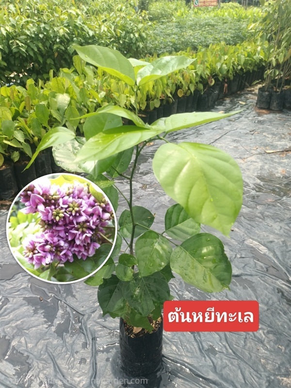 ต้นหยีทะเล (เพาะเมล็ด)ขนาด40-60เซนติเมตร | ไม้ป่าไม้มงคล ไม้ผล - เมืองปราจีนบุรี ปราจีนบุรี