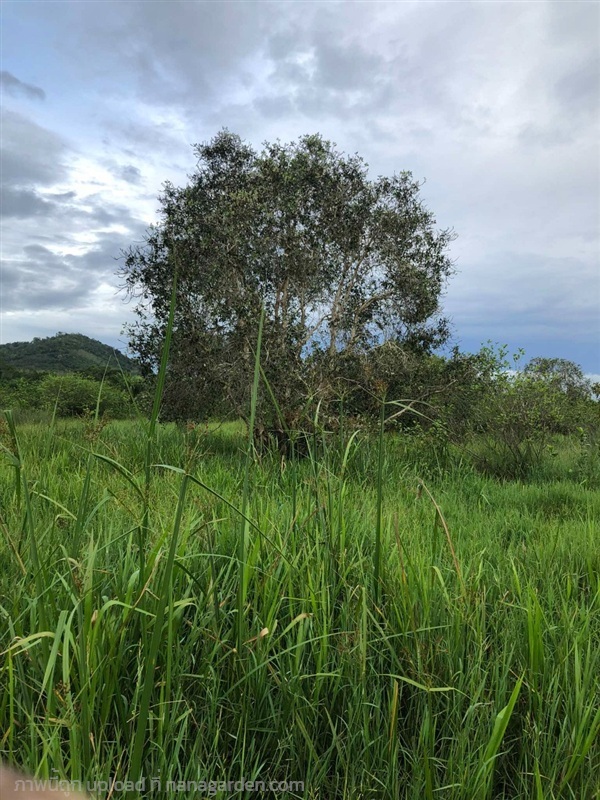 เสม็ดขาว (ป่าใต้สงขลา) | @Aiyalanga Landscape@ - สันทราย เชียงใหม่