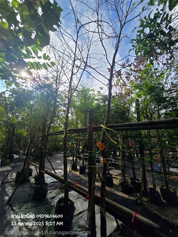 ต้นพยอม 2",3" | สวนป้านิตย์ ปราจีนบุรี - เมืองปราจีนบุรี ปราจีนบุรี