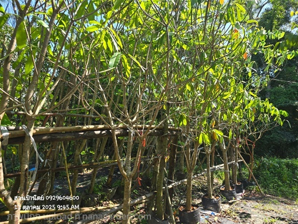 ตีนเป็ดน้ำ3" | สวนป้านิตย์ ปราจีนบุรี - เมืองปราจีนบุรี ปราจีนบุรี