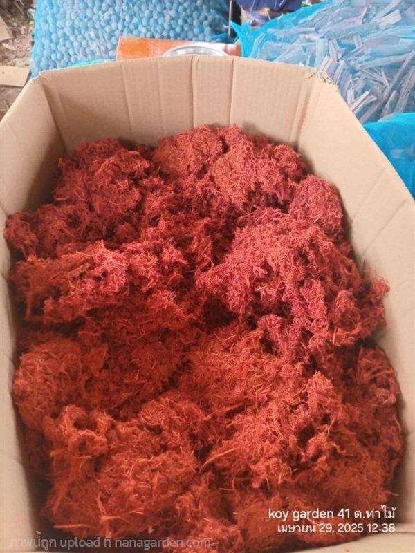 หญ้านางแดง | kop gaden - พรานกระต่าย กำแพงเพชร