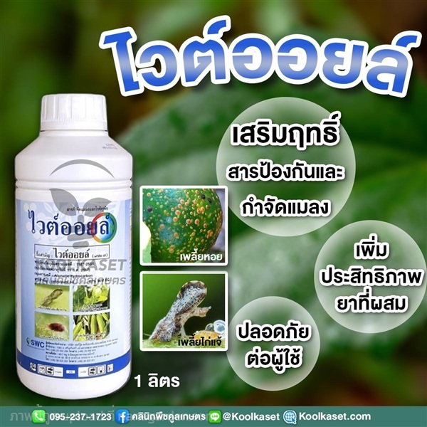 ไวต์ออยล์ กำจัด เพลี้ยไฟ ไรแดง เพลี้ยไก่แจ้ | คลินิกพืชคูลเกษตร - ชุมตาบง นครสวรรค์