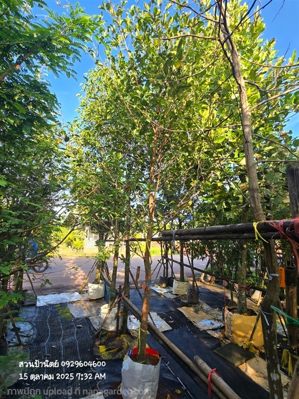 มั่งมี3"+ สูง4เมตร | สวนป้านิตย์ ปราจีนบุรี - เมืองปราจีนบุรี ปราจีนบุรี