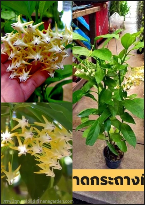 ต้นโฮย่า หัวลูกศร Hoya multiflora Blume ติดดอกแล้ว | Shopping by lewat - เมืองมหาสารคาม มหาสารคาม