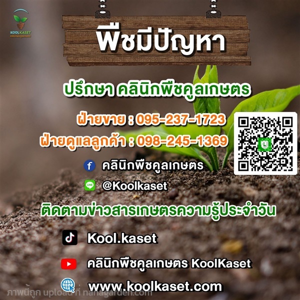 กำจัดหนอน EXXOL ถูกตัวตาย กินตาย เพลี้ยไฟ หนอน | คลินิกพืชคูลเกษตร - ชุมตาบง นครสวรรค์