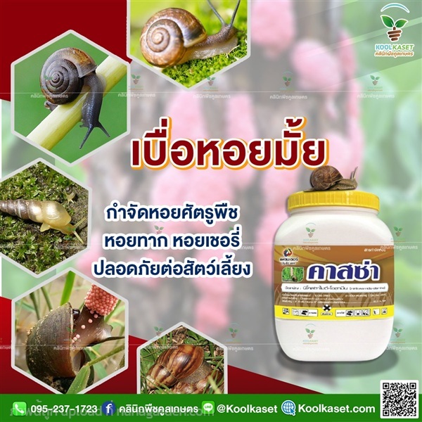 ศัตรูพืช คาสซ่า ใช้ป้องกันกำจัดหอย ในนาข้าว | คลินิกพืชคูลเกษตร - ชุมตาบง นครสวรรค์