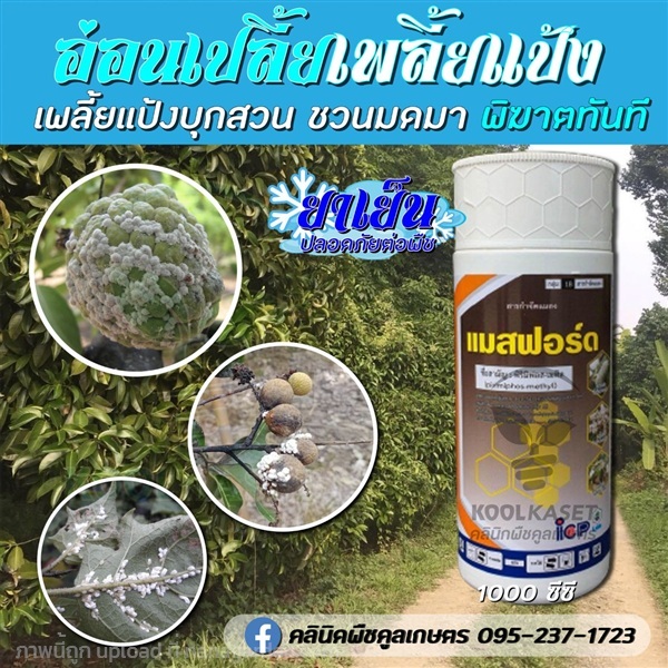 กำจัดเพลี้ย แมสฟอส เพลี้ยแป้ง เพลี้ยหอย มะเขือ | คลินิกพืชคูลเกษตร - ชุมตาบง นครสวรรค์