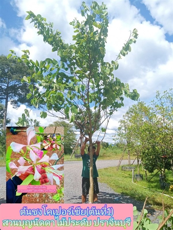 ต้นชงโคเปอร์เซีย | สวนบุญนัดดาไม้ประดับ ปราจีนบุรี - ประจันตคาม ปราจีนบุรี