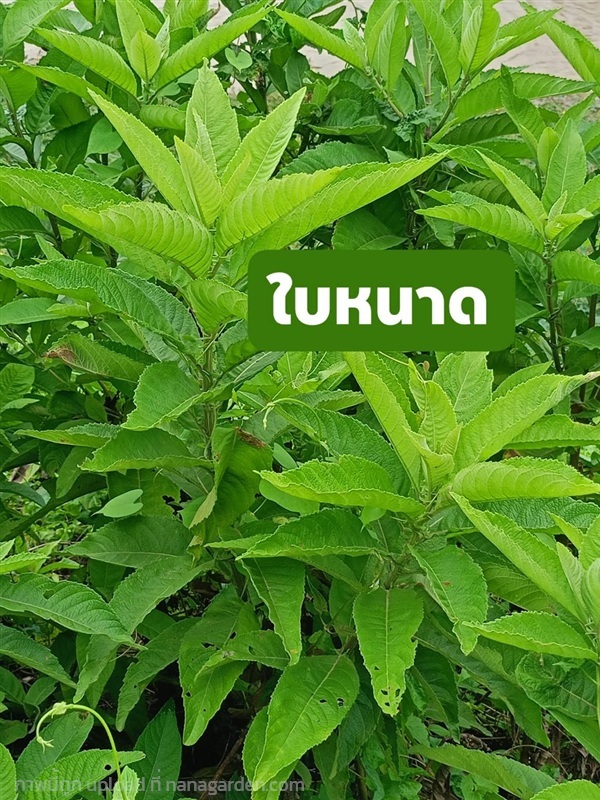 ใบหนาด ขายกิ่งปักชำ/ขายใบสด | เมล็ดพันธุ์ดี เกษตรวิถีไทย - เมืองระยอง ระยอง