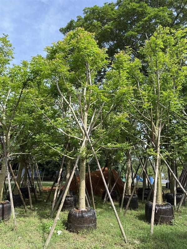 แคนา | Natthakun Garden - แก่งคอย สระบุรี